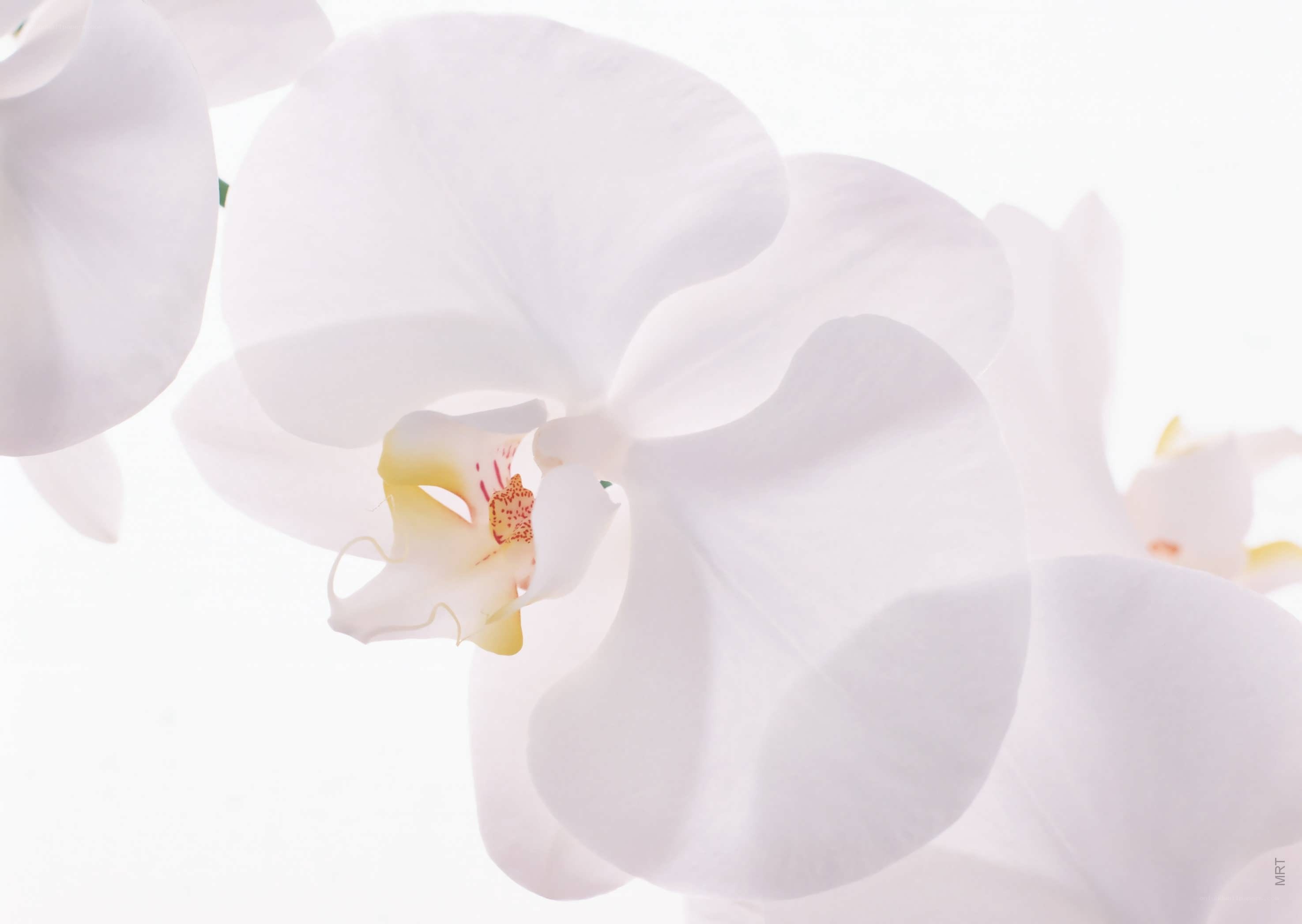 White orchid in soft light
