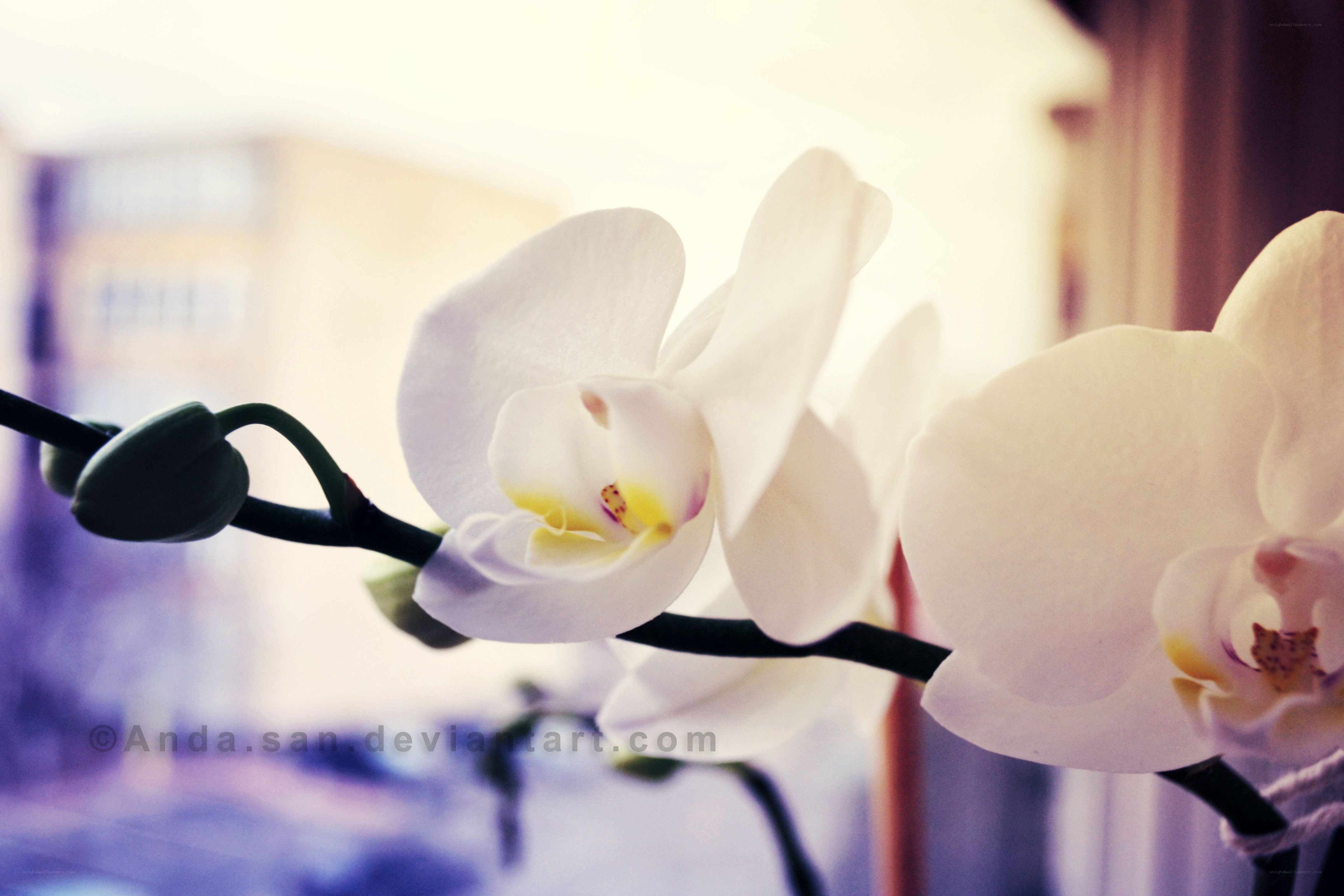 white orchid in soft light