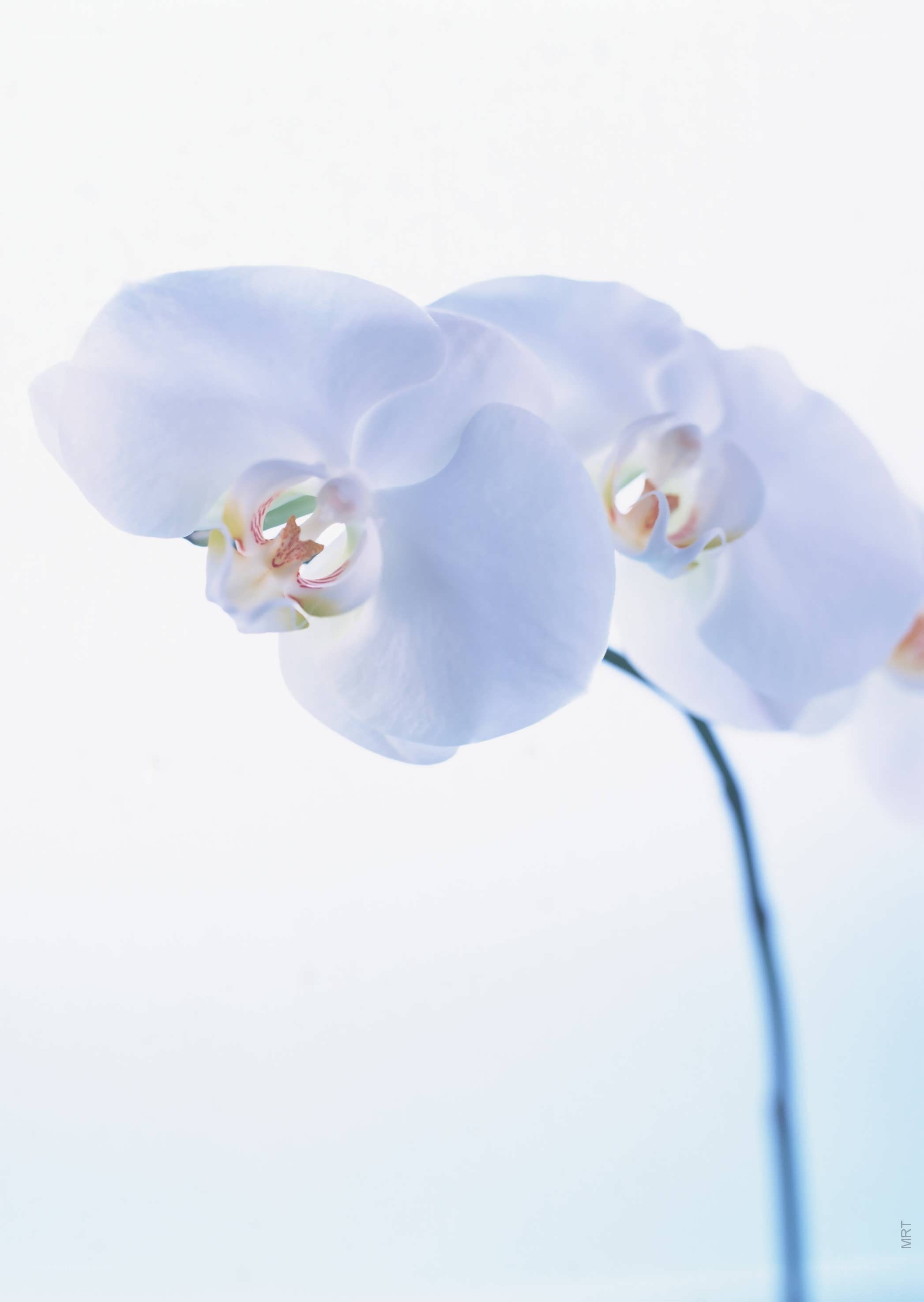 White orchid in soft light