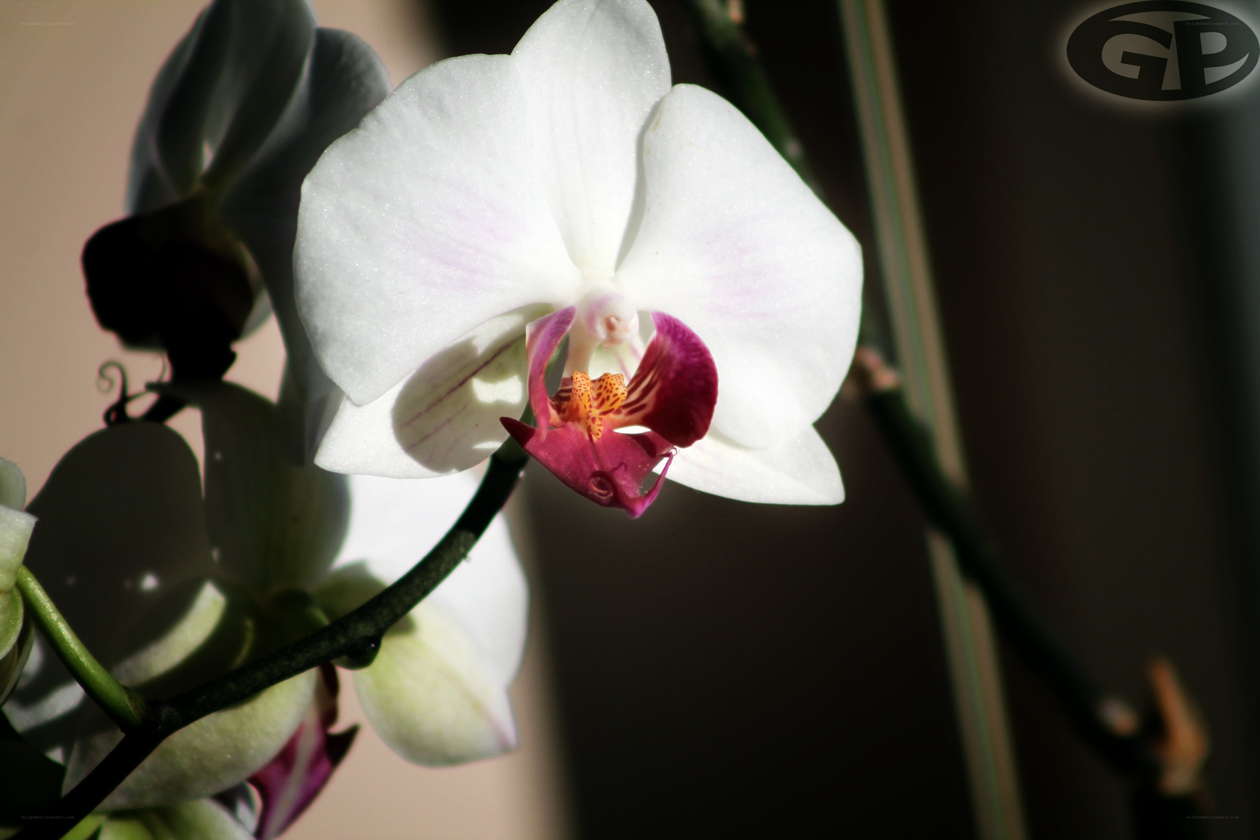 White orchid in sunlight