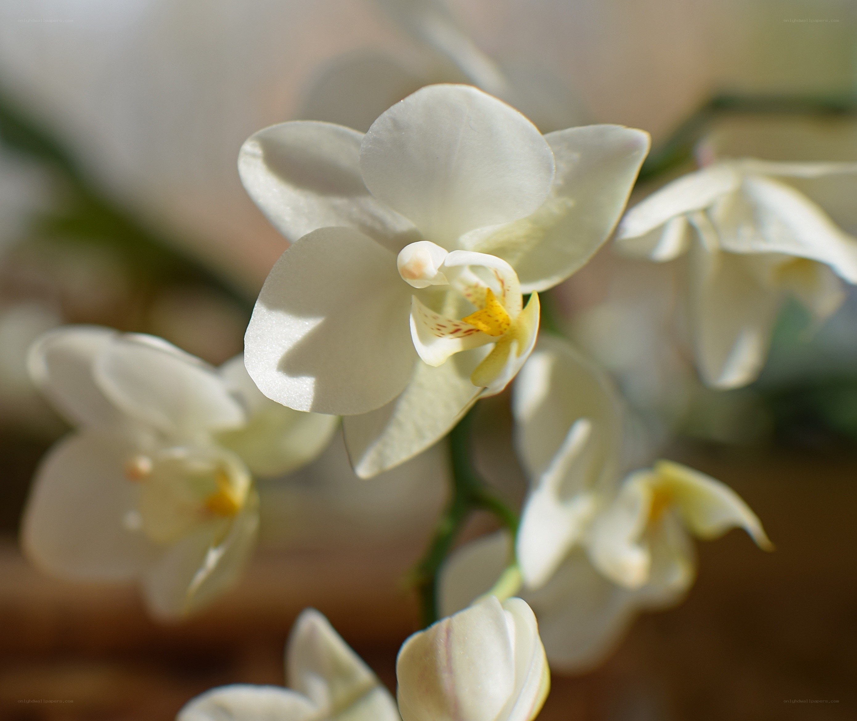 White orchid in sunlight