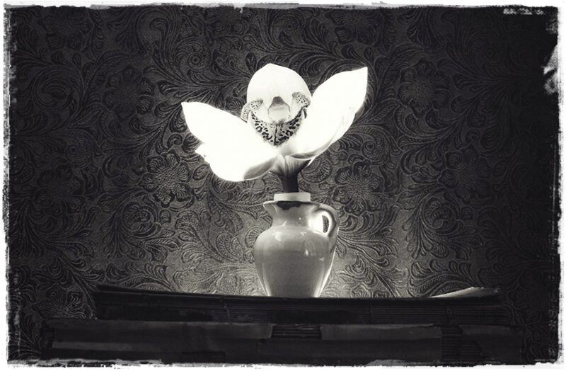 White Orchid in Vase — Black