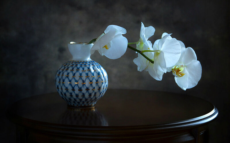 White Orchid in Vase — Dramatic
