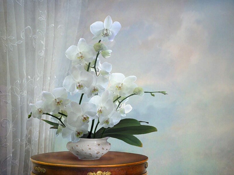 White Orchid in Vase