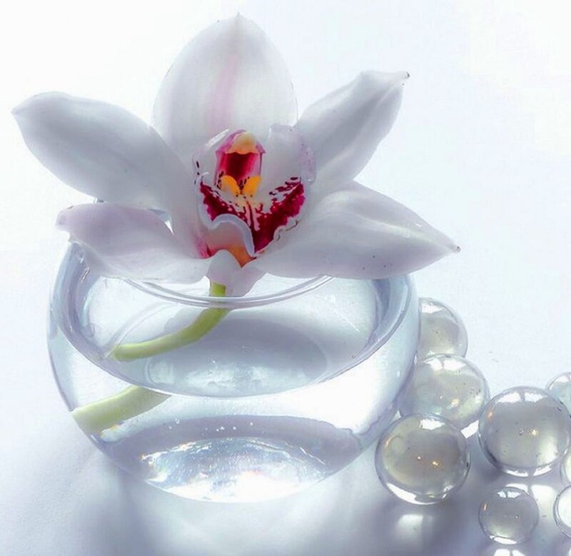 White Orchid in Water