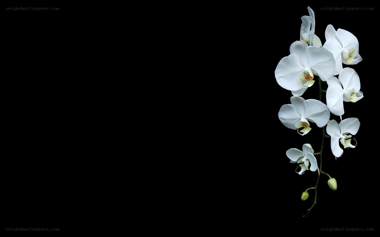 white orchid on black background