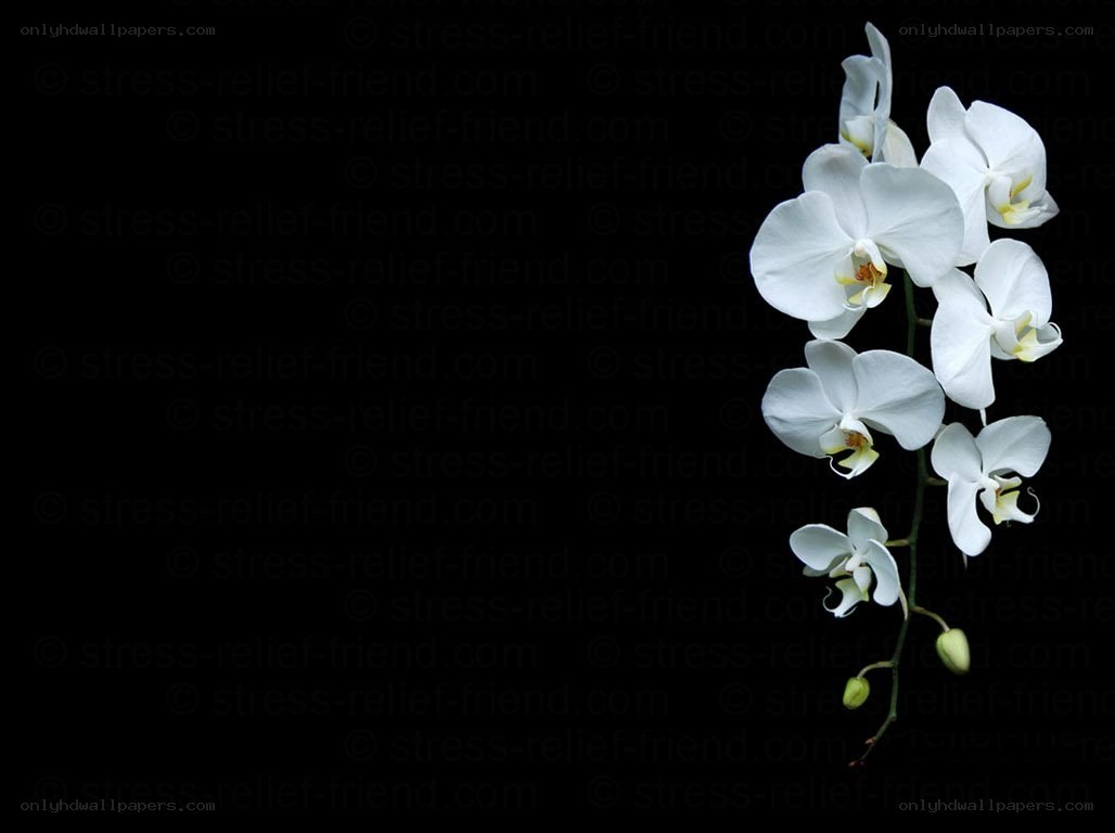 white orchid on black background