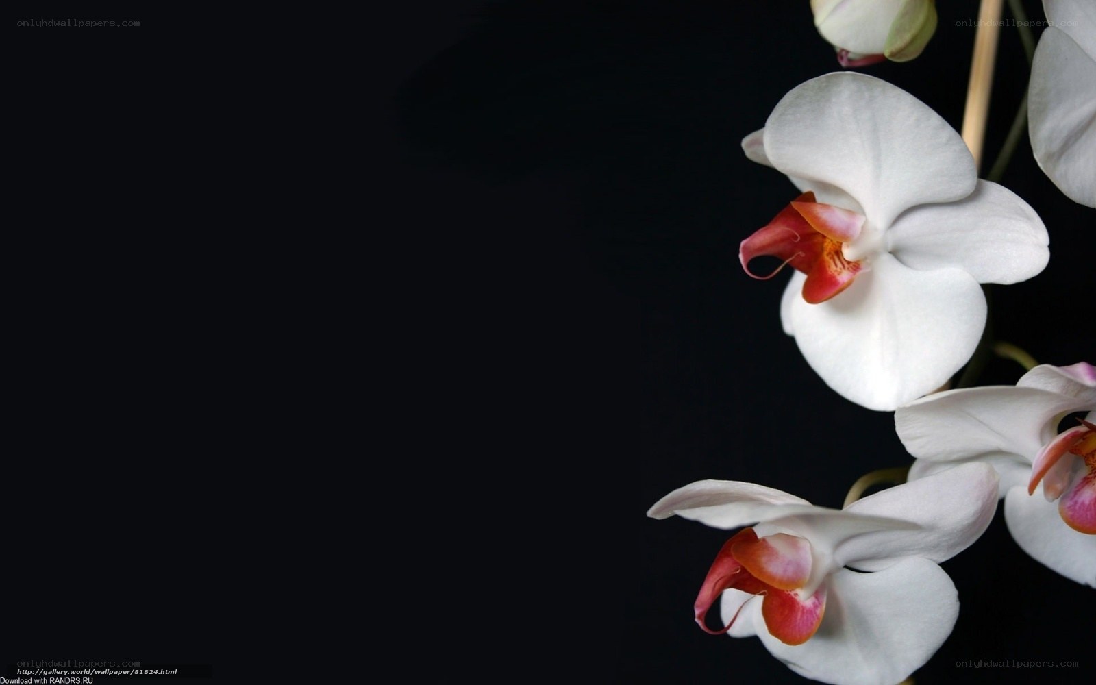 white orchid on black background