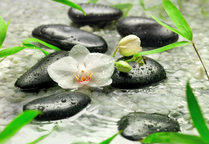 White Orchid on Black Stones — Serene