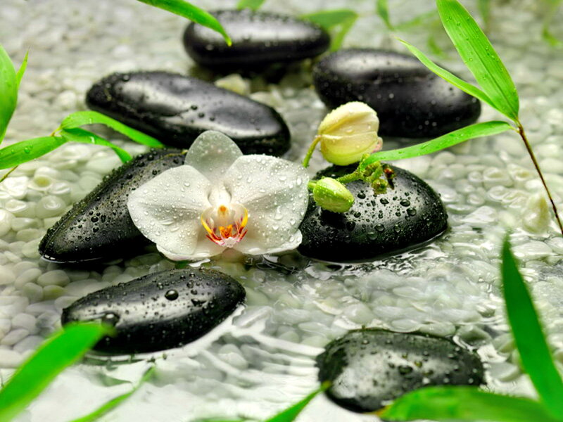 White Orchid on Black Stones