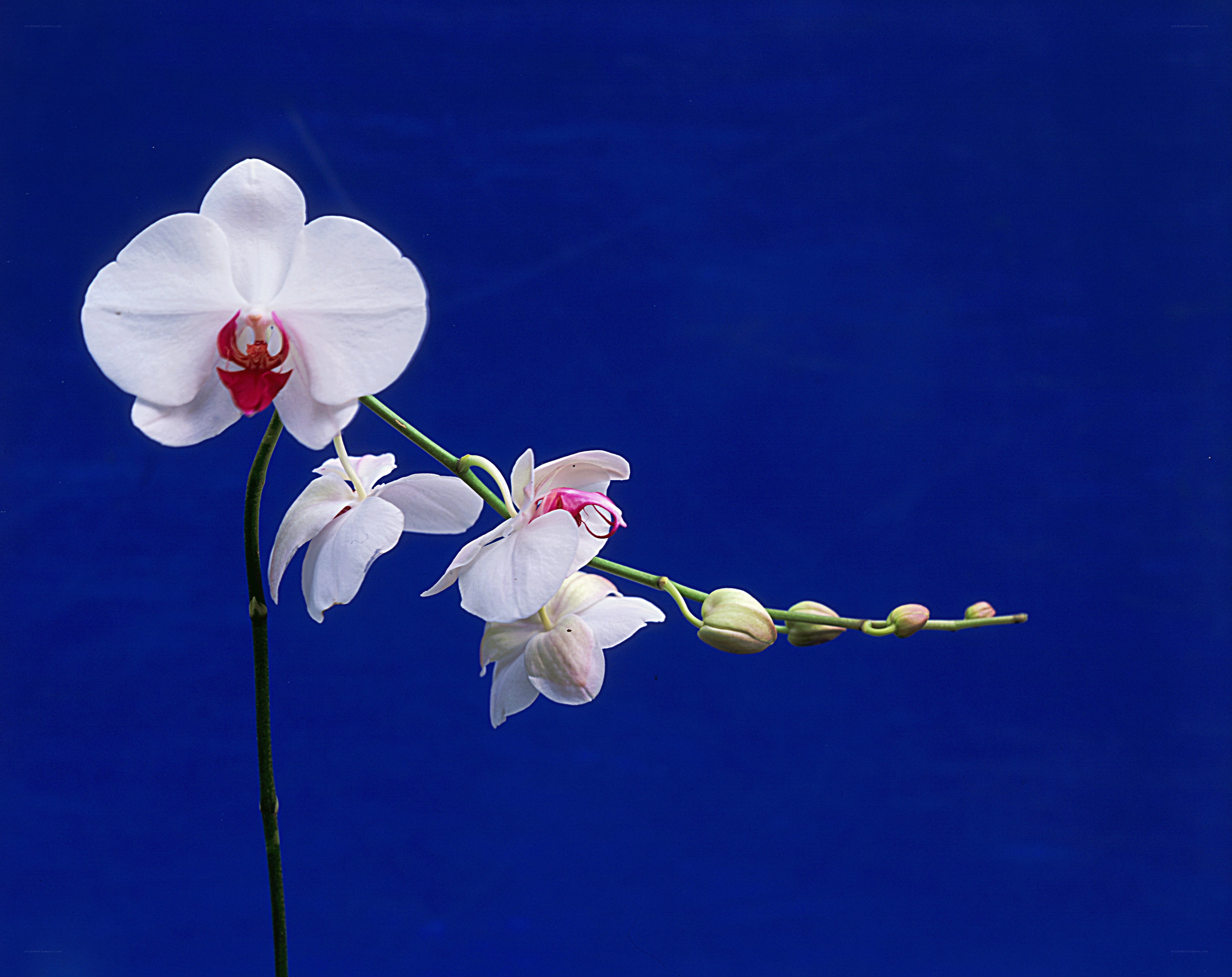 White orchid on blue background