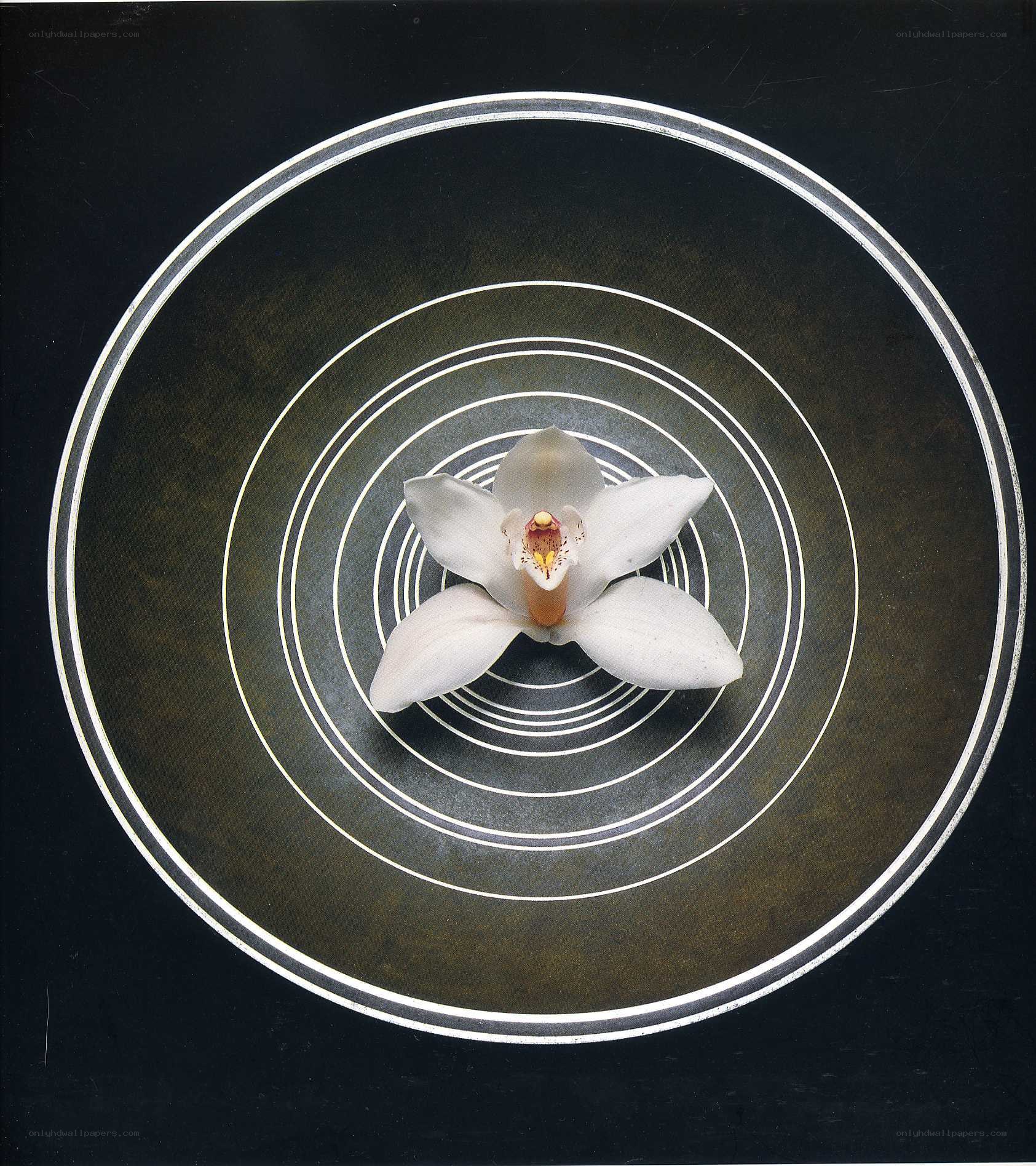 white orchid on concentric circles