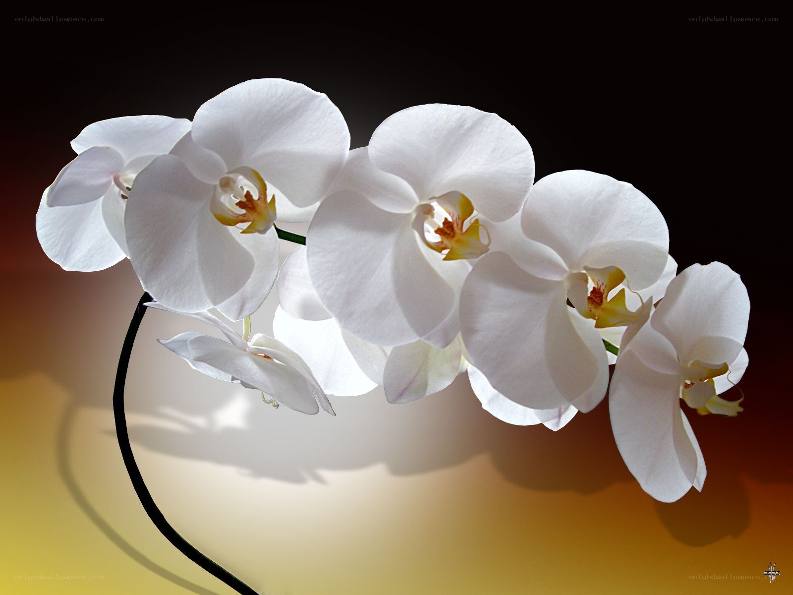 White orchid on dark background