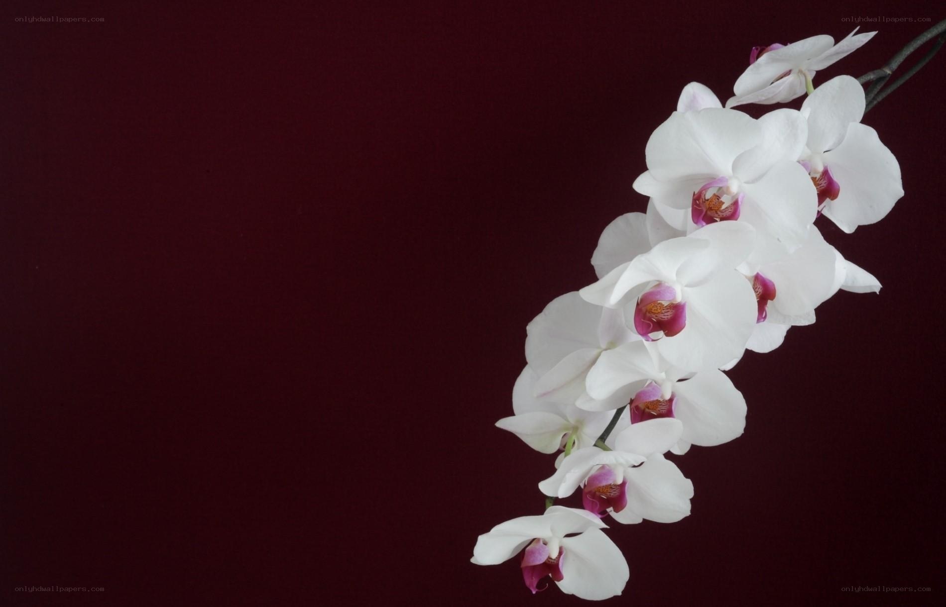 white orchid on dark background