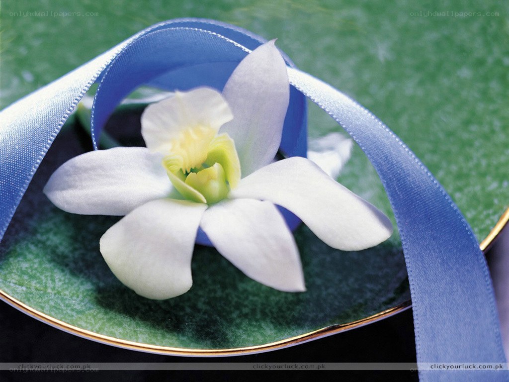 white orchid on green plate