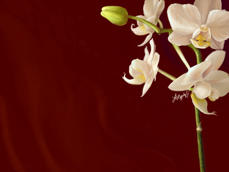 white orchid on red background