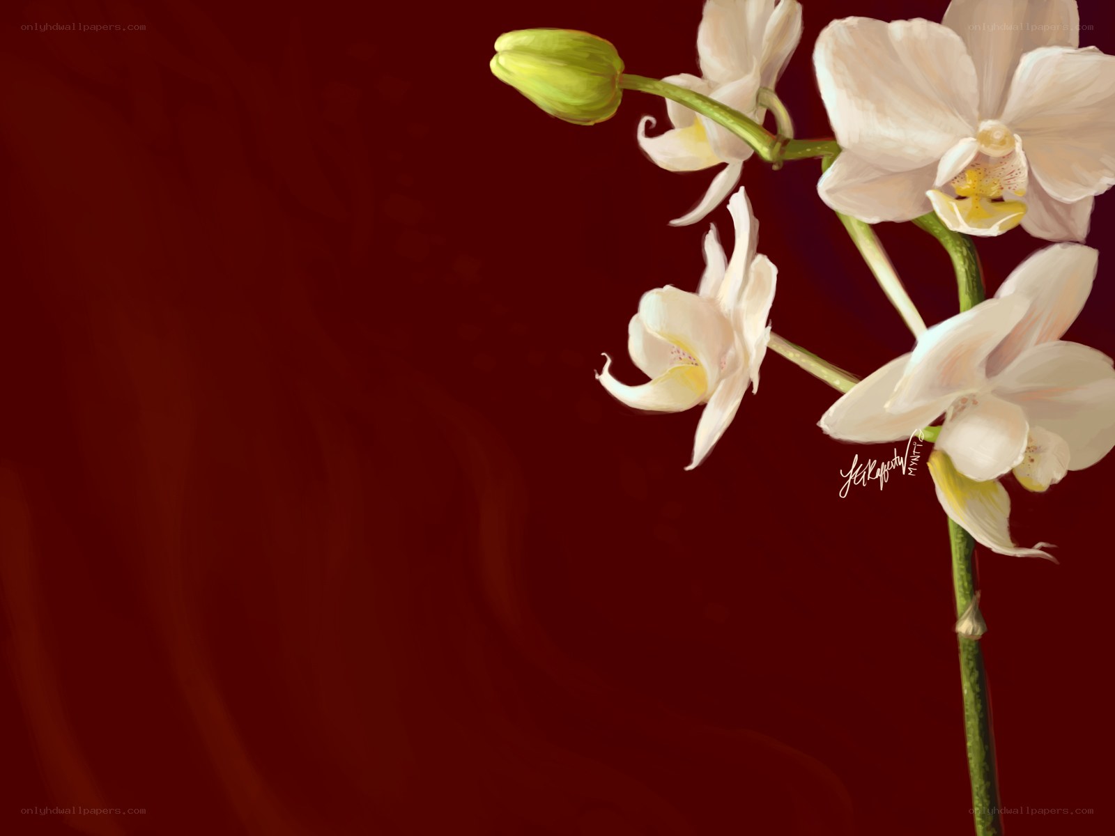 white orchid on red background