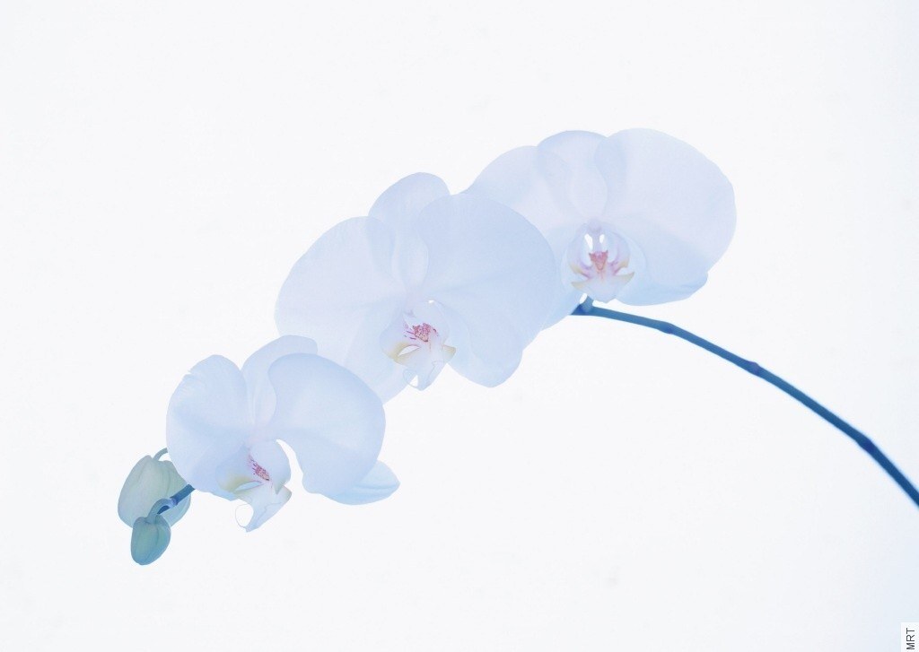 White orchid on white background