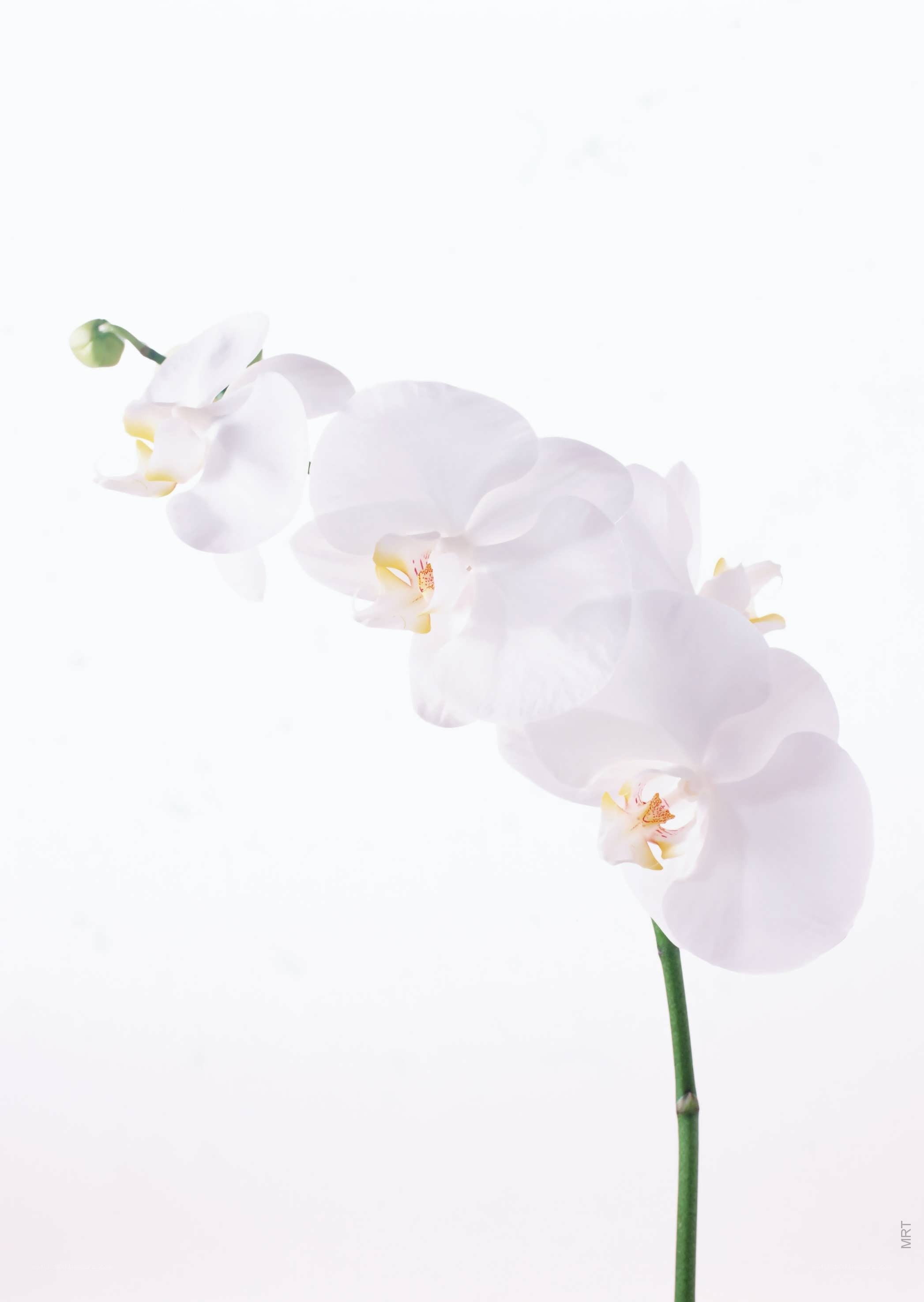 white orchid on white background