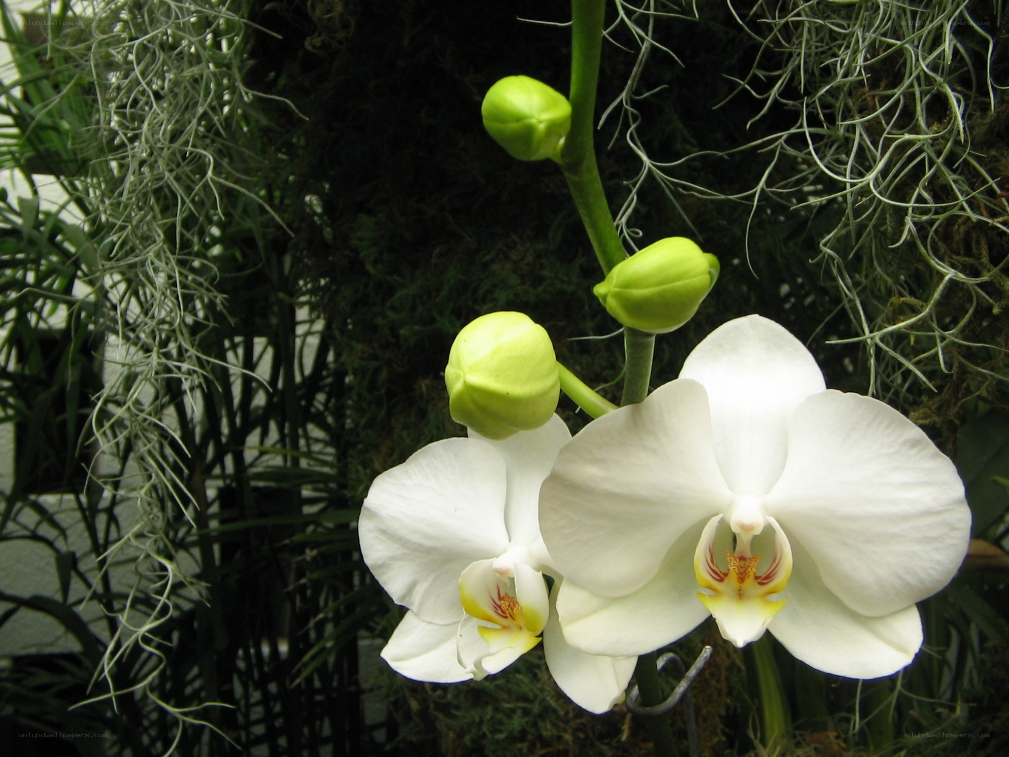 White orchid with buds