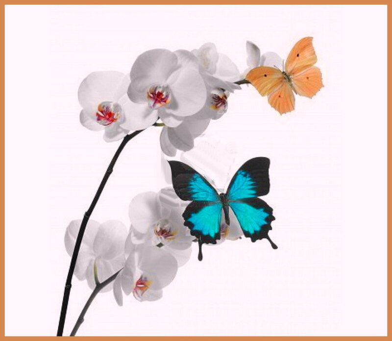 White Orchid with Butterflies