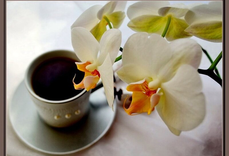 White Orchid with Coffee Cup