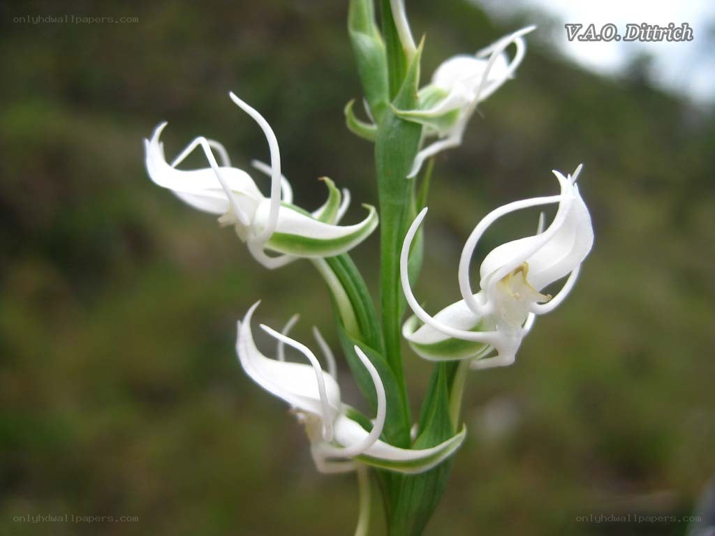 White orchid with delicate petals