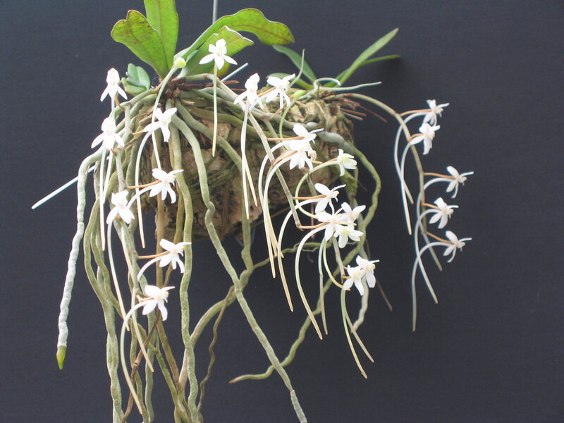 white orchid with long stems