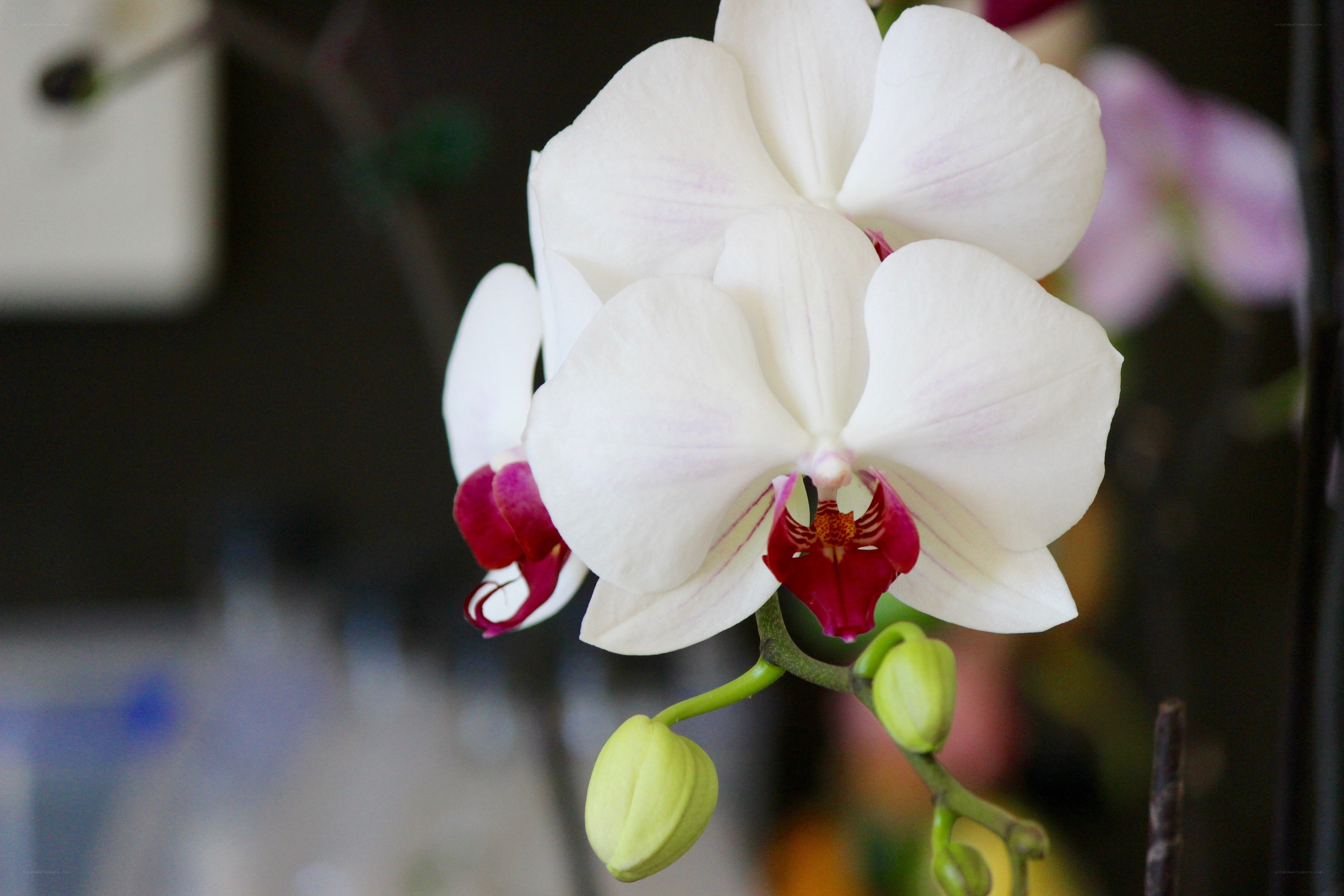 White orchid with pink center