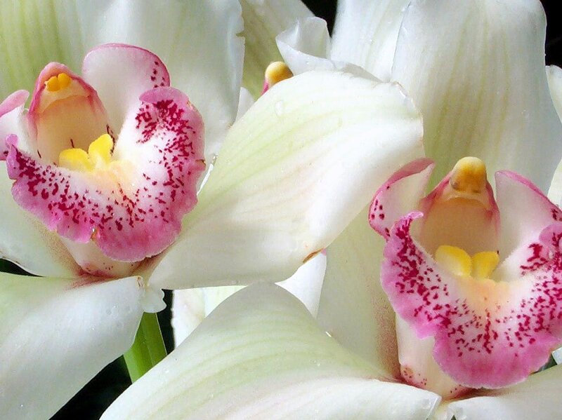 white orchid with pink speckles
