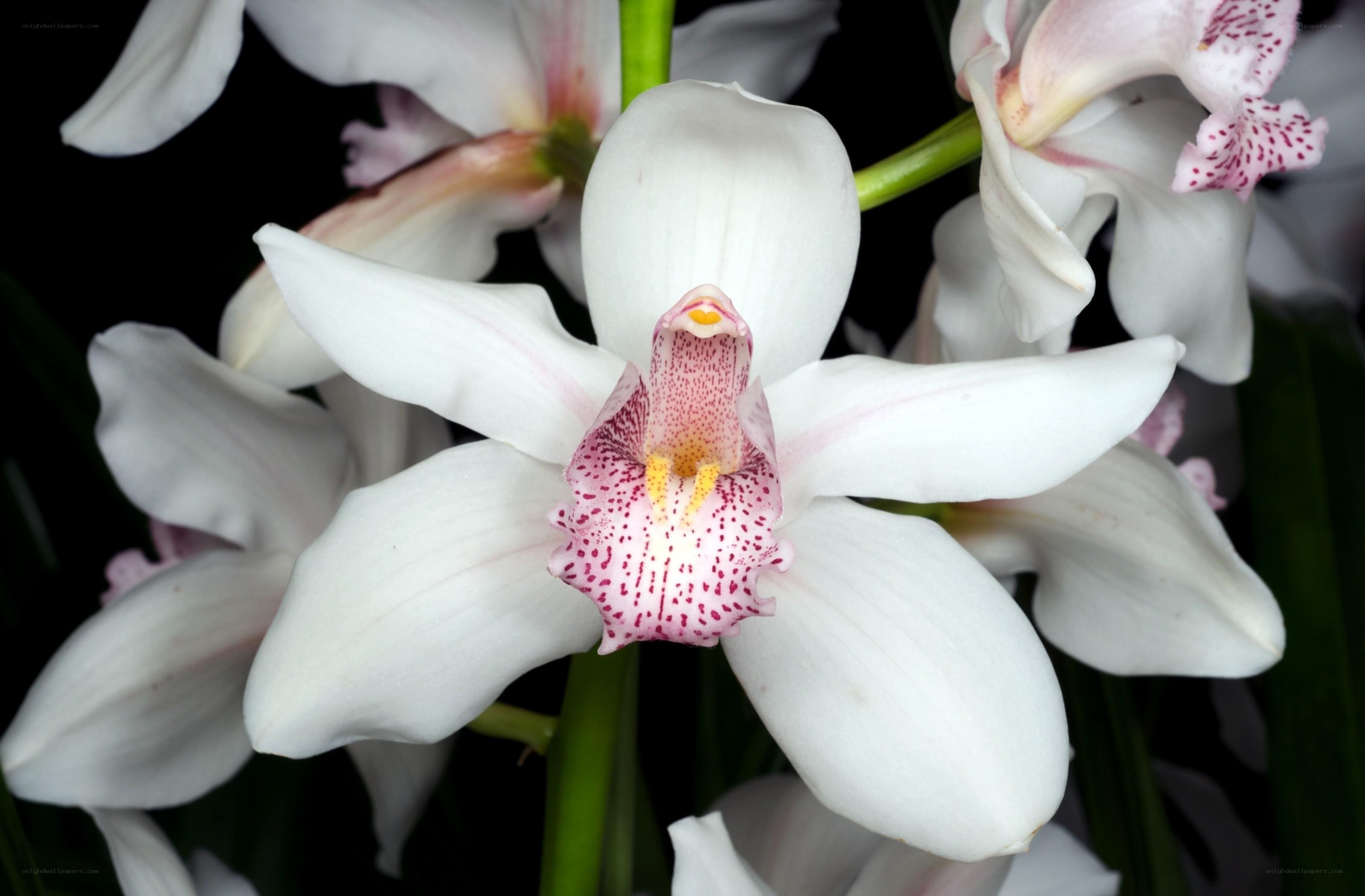 White orchid with pink speckles