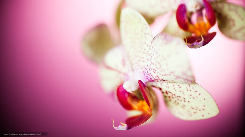 White orchid with pink spots