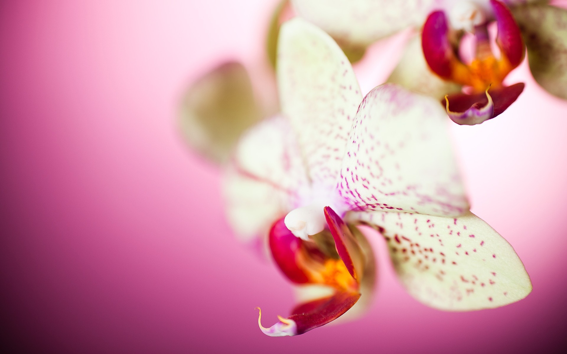 white orchid with pink spots
