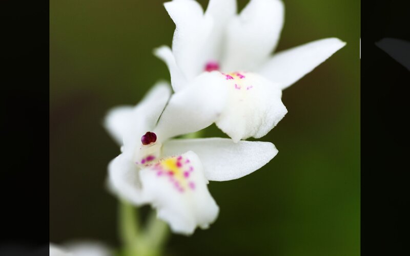 white orchid with pink spots