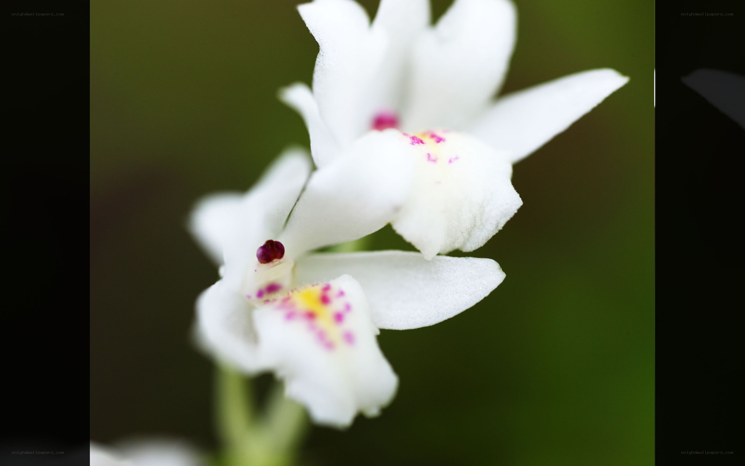 white orchid with pink spots