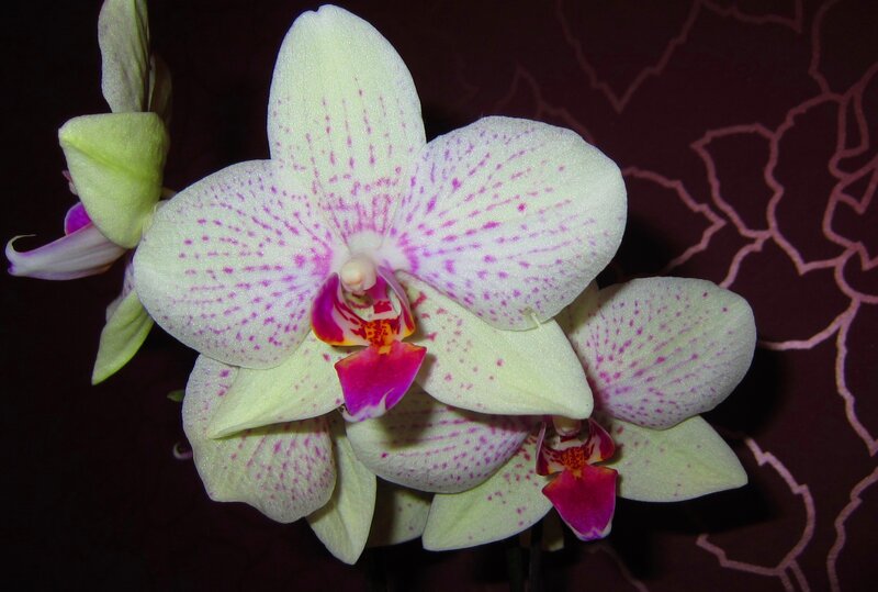 White Orchid with Pink Spots — Calm