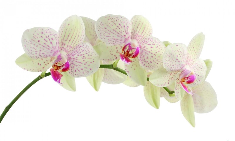 white orchid with pink spots