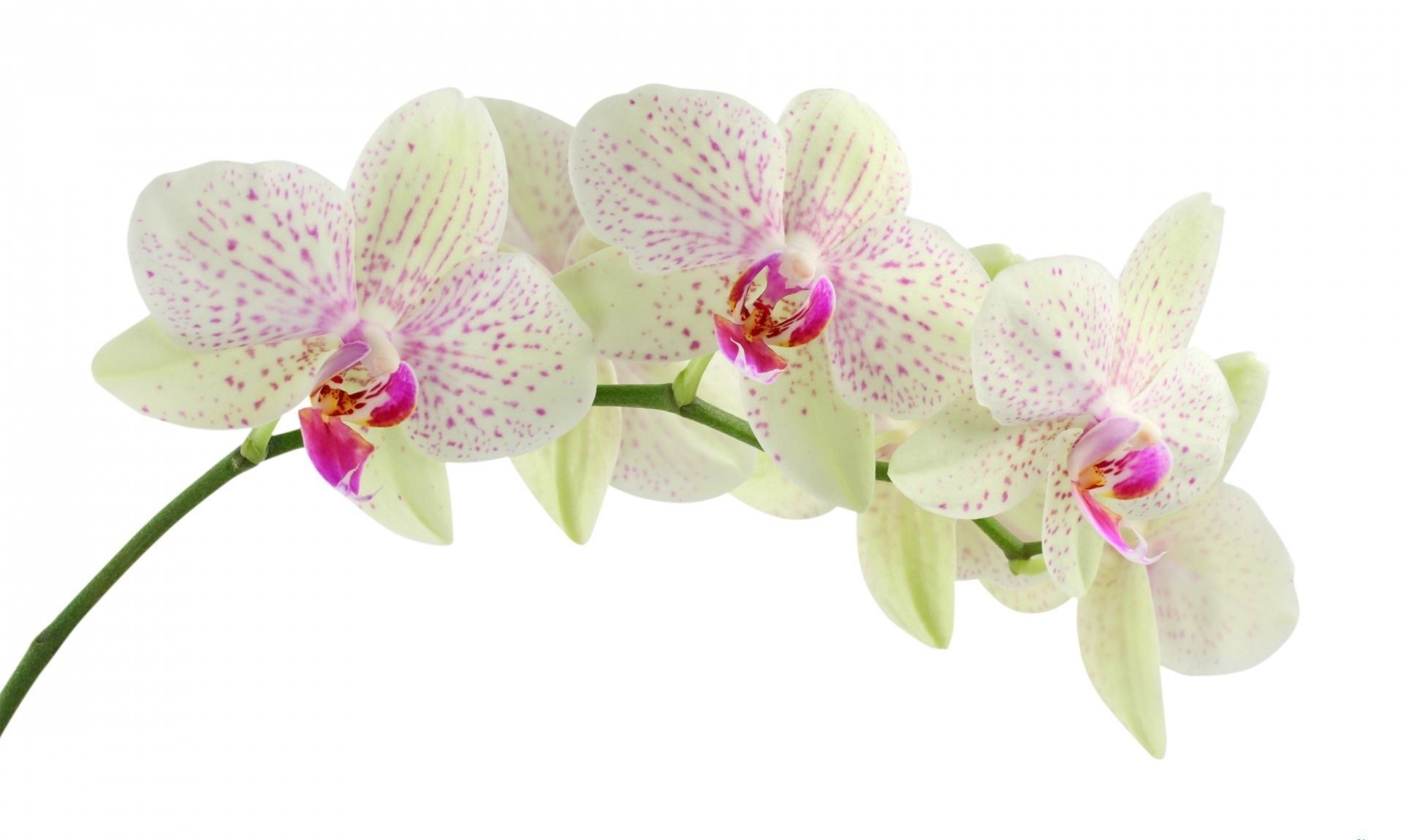 white orchid with pink spots