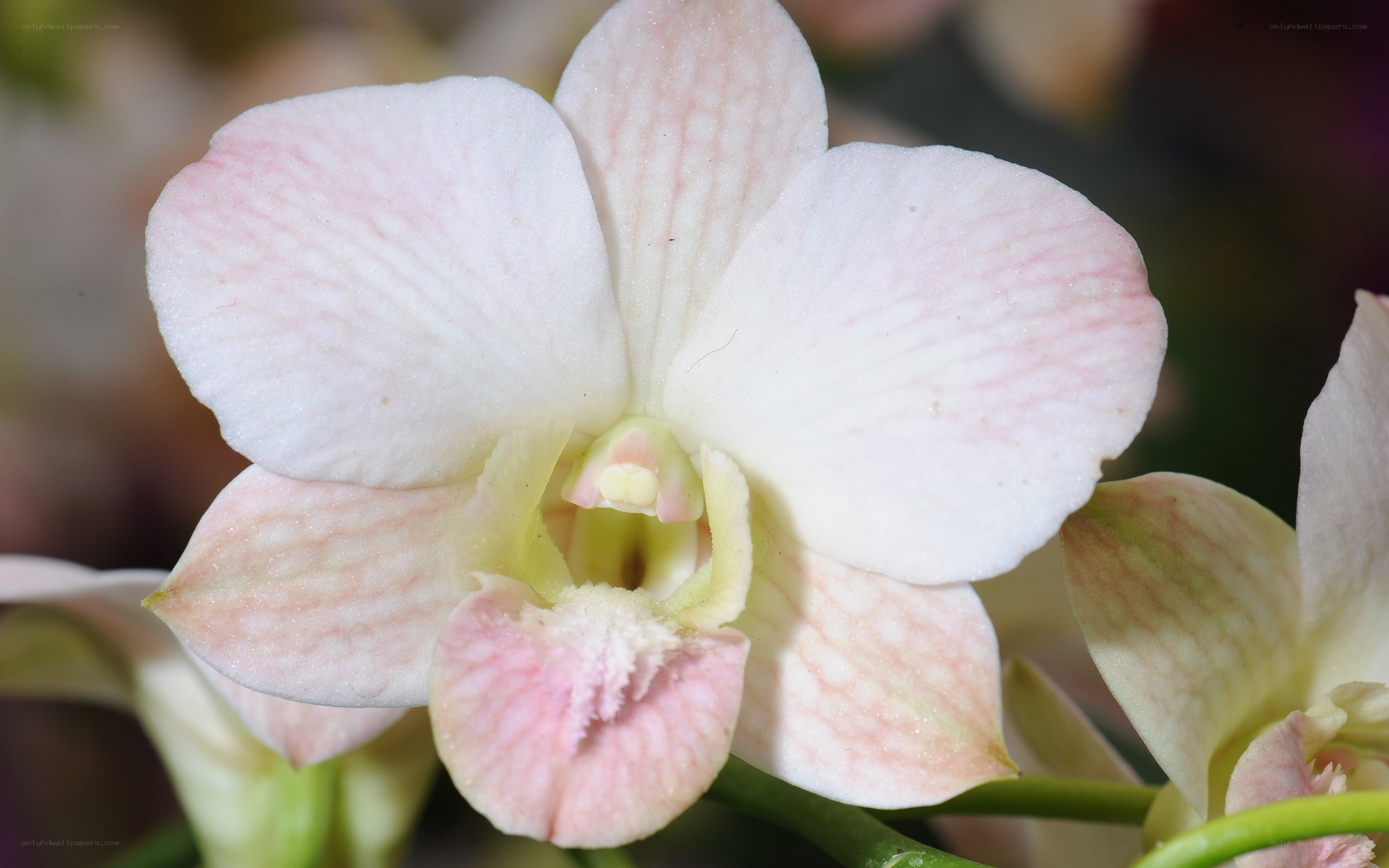 white orchid with pink stripes