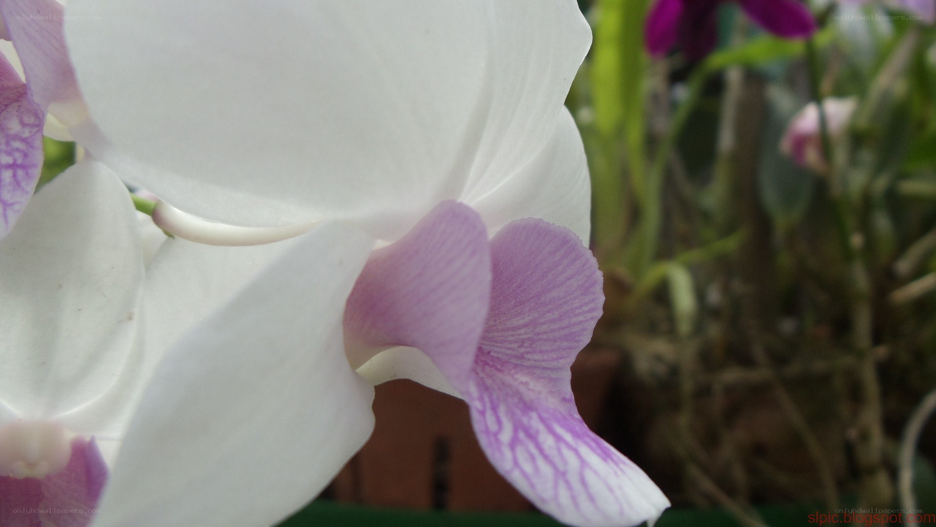 white orchid with purple accents