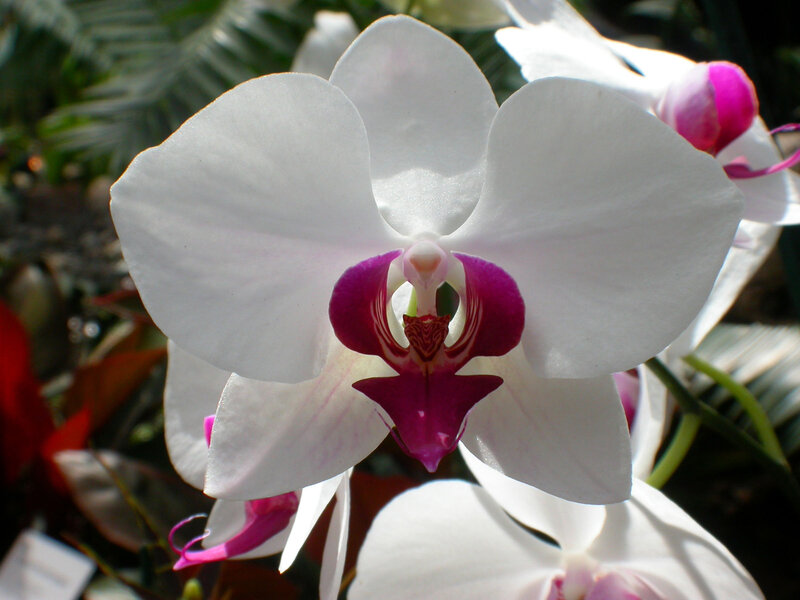white orchid with purple center