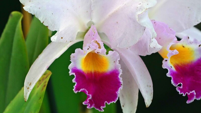 white orchid with purple center