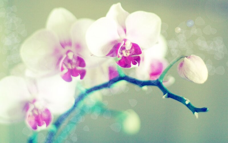 white orchid with purple center