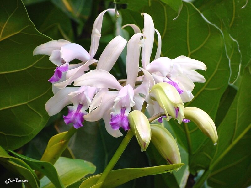 white orchid with purple center
