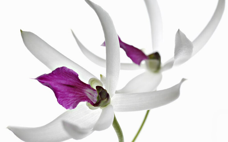 White Orchid with Purple Center — Serene