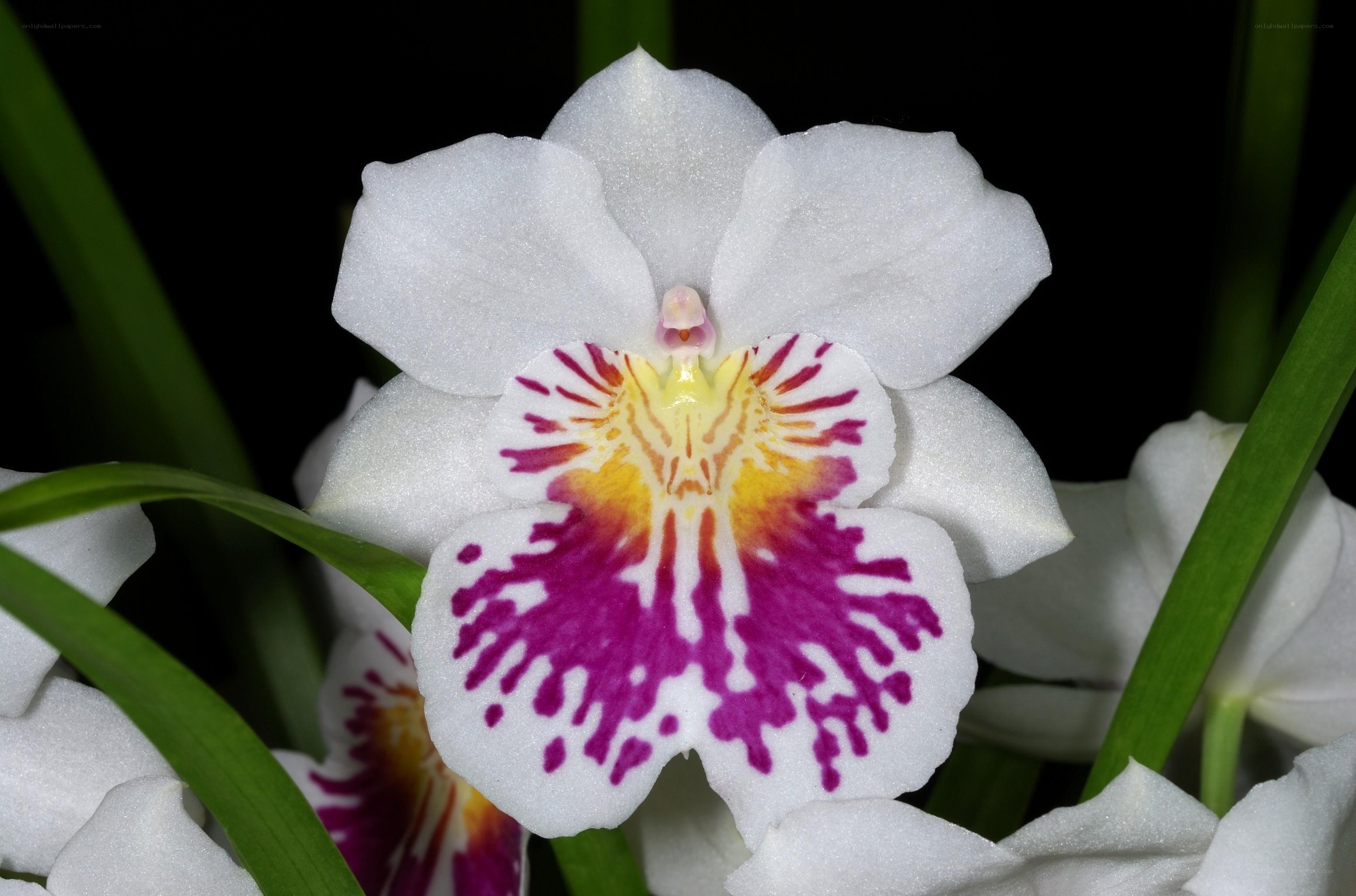 white orchid with purple center