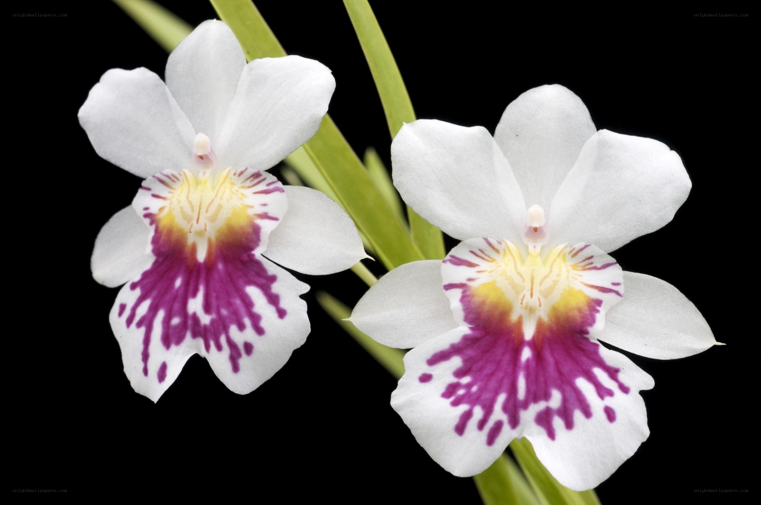 white orchid with purple markings