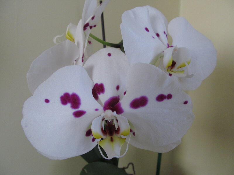 White Orchid with Purple Spots — Calm