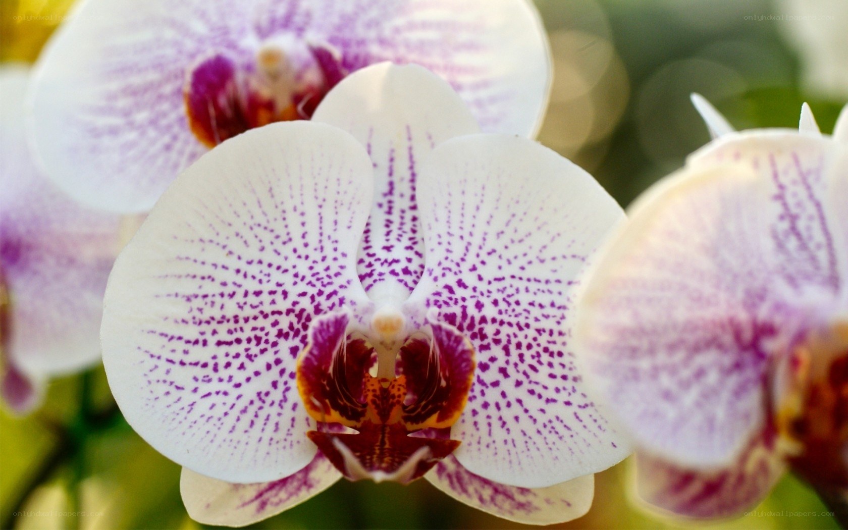 White orchid with purple spots