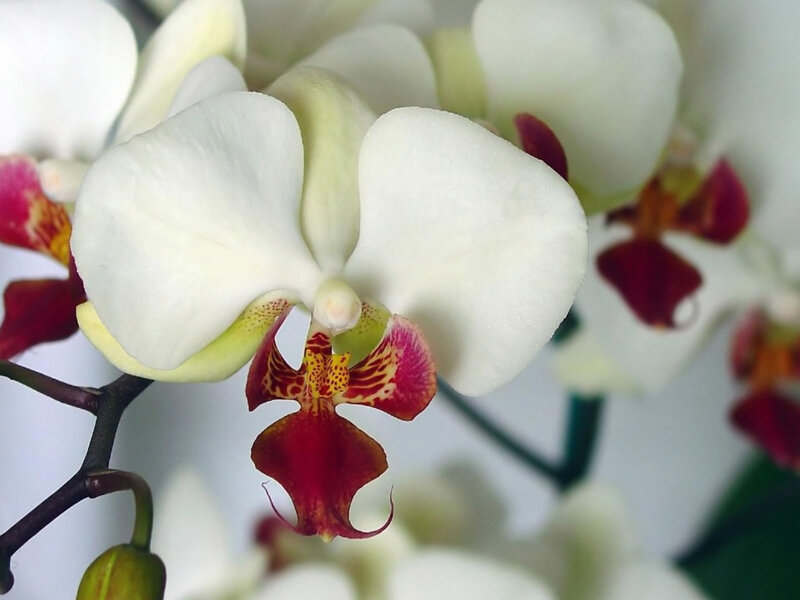 white orchid with red center